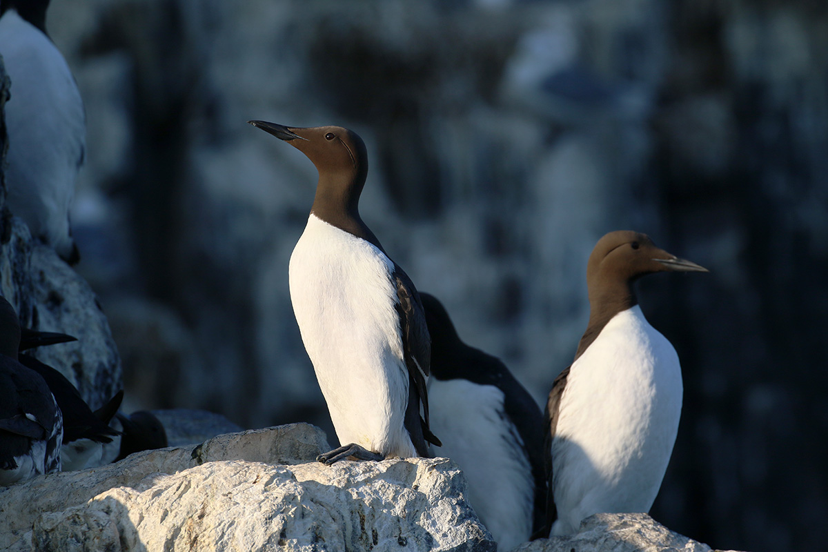 Zeekoeten op de Farne Islands